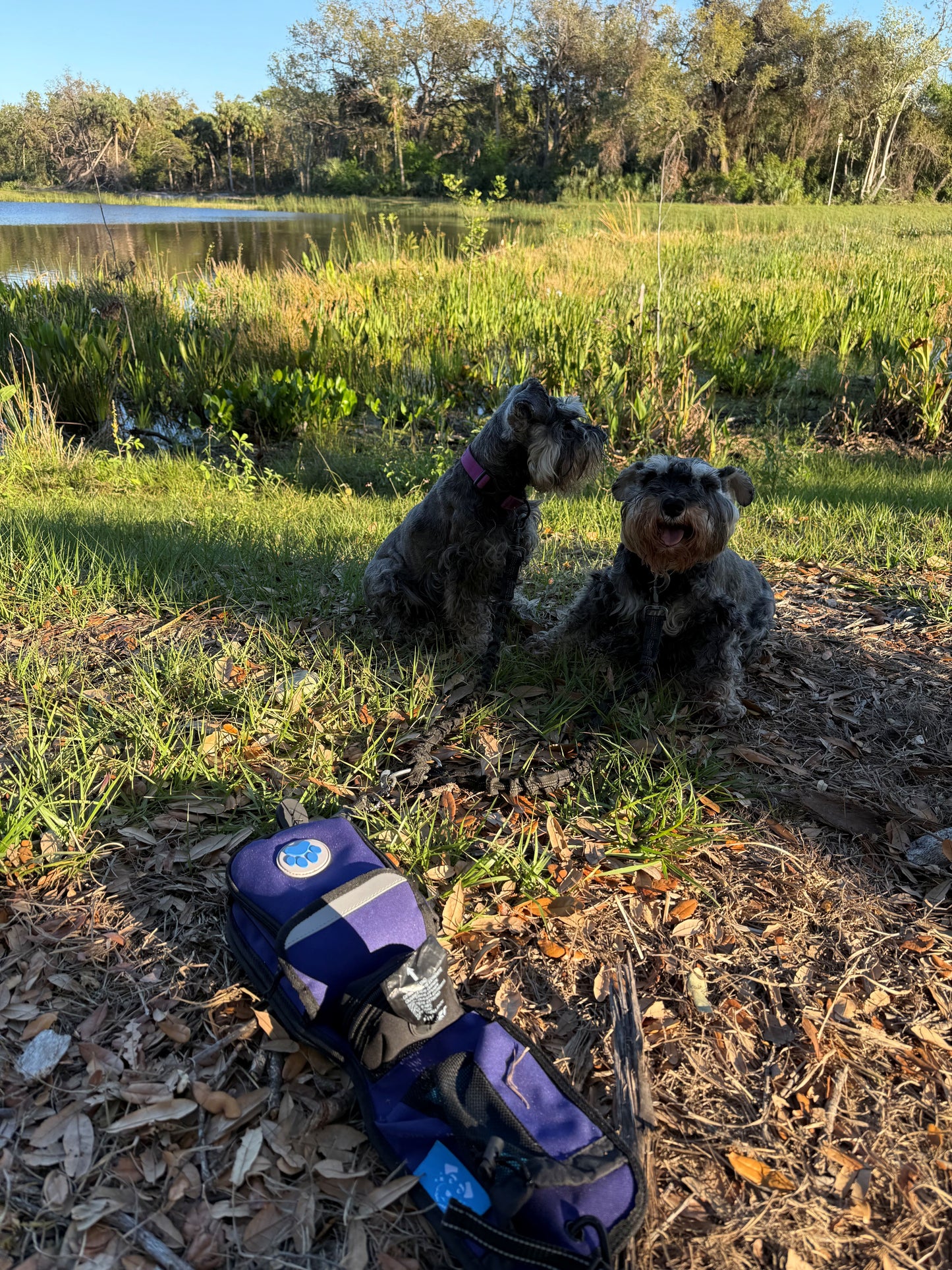 The Ultimate Hands-free Dog Walking Bag (Purple)